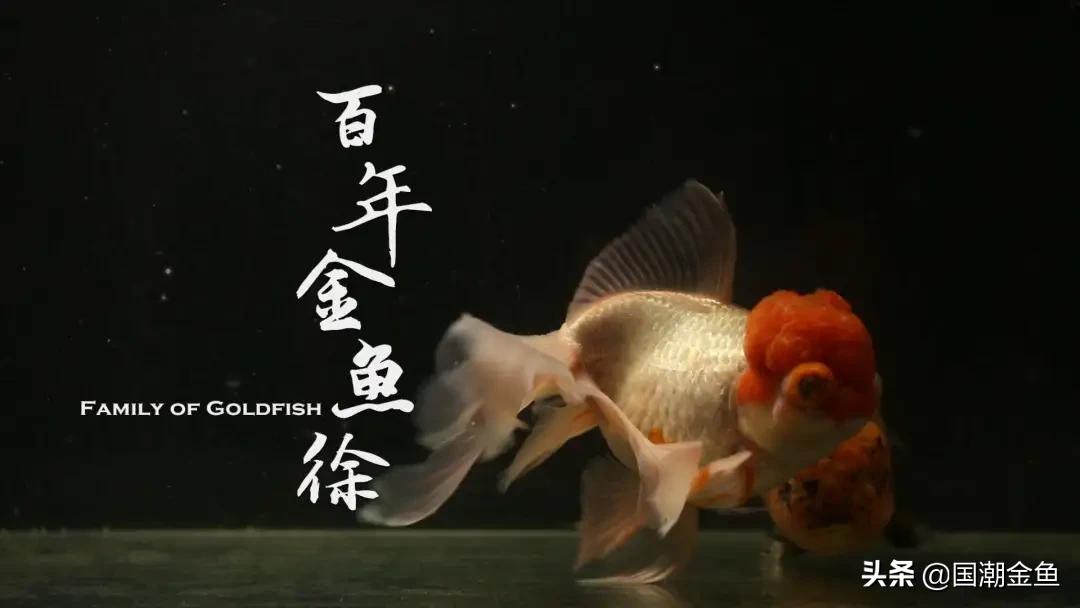 福州最后一个金鱼世家，曾名动日本天皇