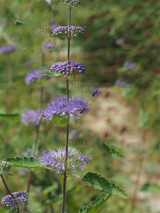 兰香草，见过吗？内治呼吸道感染，支气管炎；外治湿疹，皮肤瘙痒
