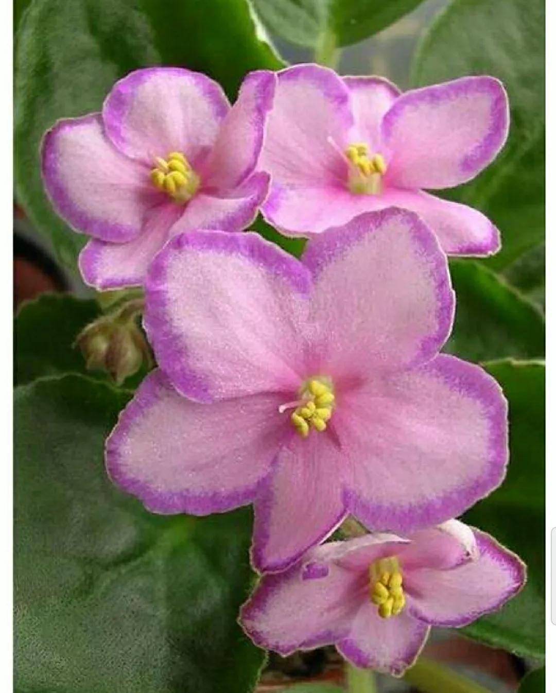 芳踪难觅濒危花！清新治愈篇：沙漠高原是吾家，豹子花的春天来了