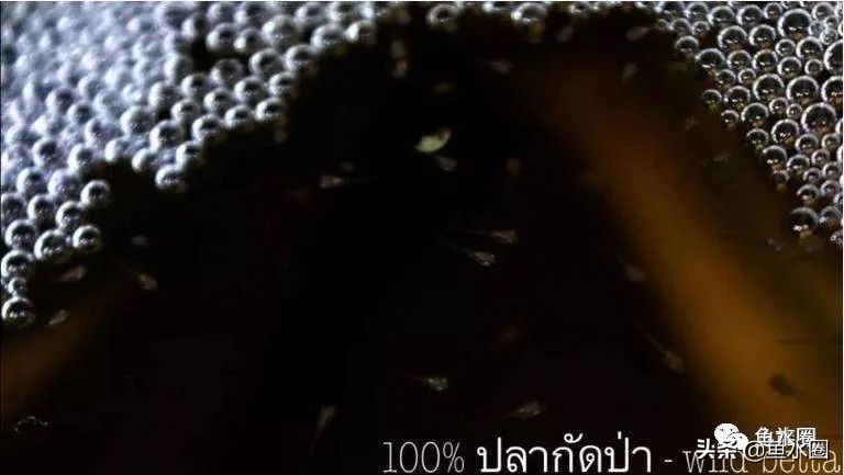 泰国斗鱼和中国斗鱼的杂交品种,中国斗鱼与泰国斗鱼哪个更厉害