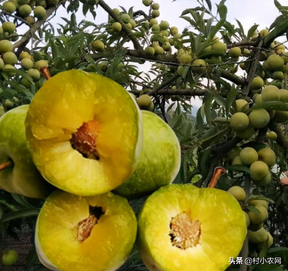 适合农村创业的最新致富项目,8个农村创业致富项目是什么