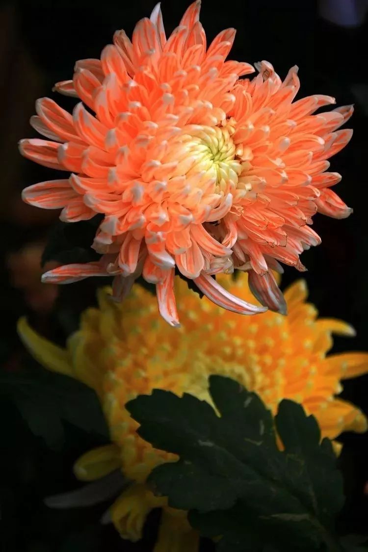 花中四君子菊花,花中四君子菊花的简介