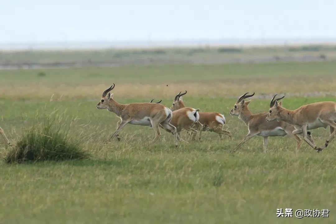 这位老*党**员镜头下的青海，美出天际