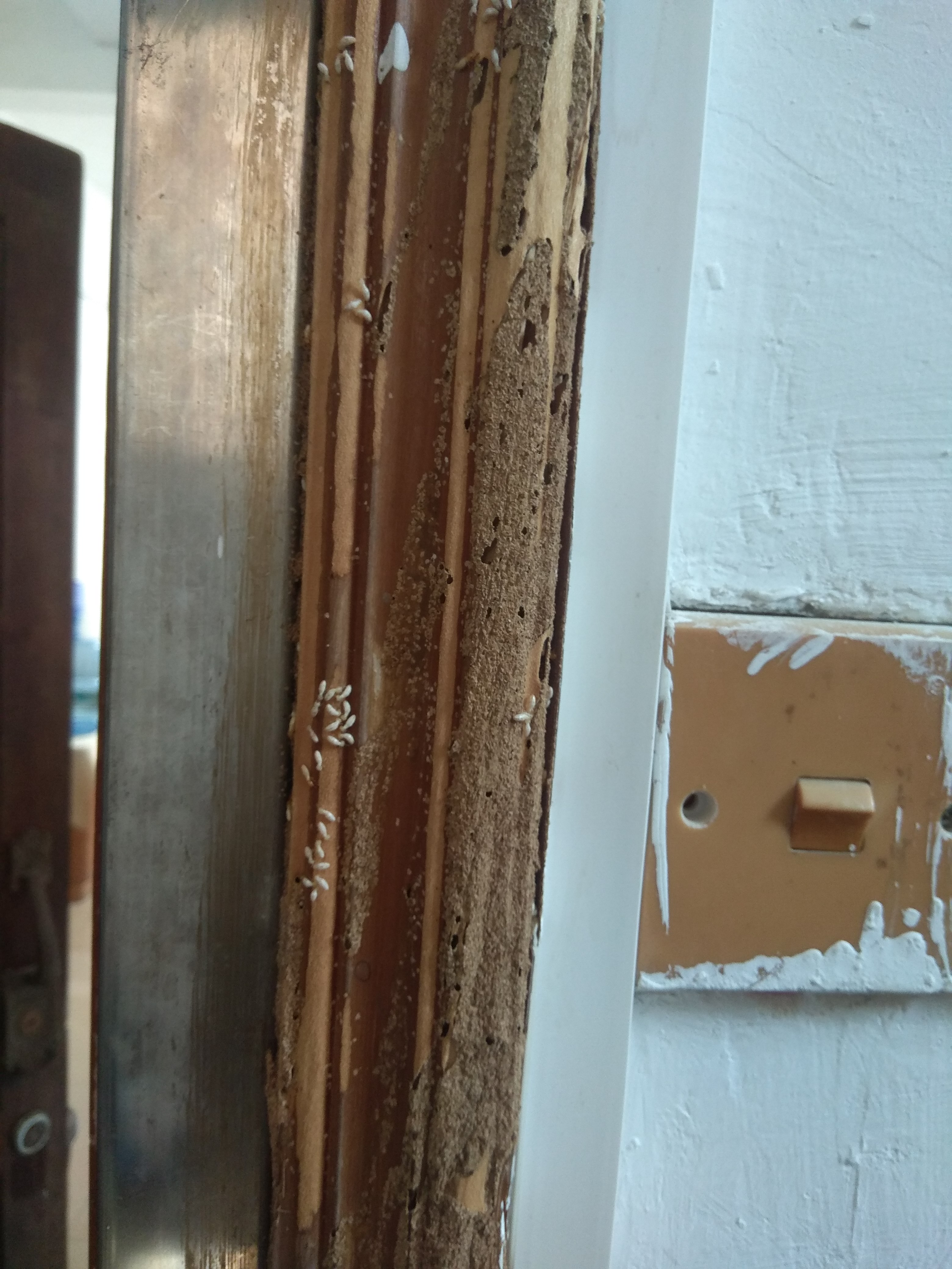 广州荔湾灭白蚁公司,江都区家庭灭白蚁咨询热线