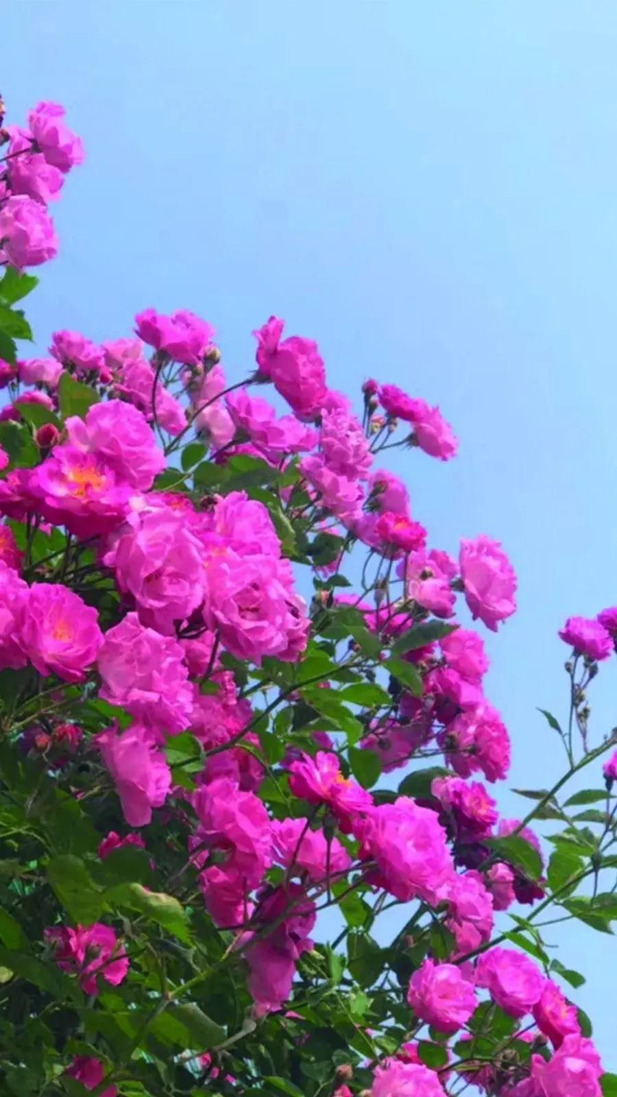 天蓝色系手机壁纸,今天又是元气满满的一天手机壁纸