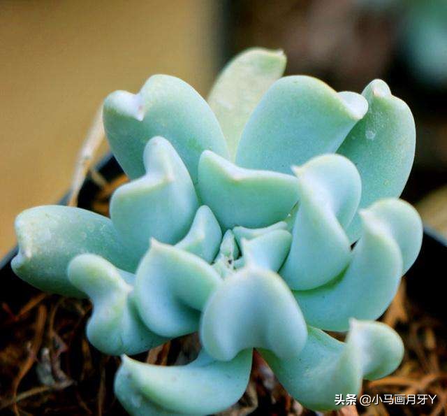 冬季动物成语大全,动物成语大全及答案100个