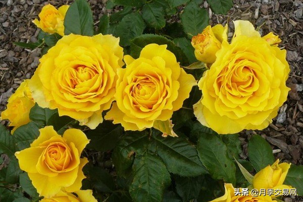 黄金庆典和果汁阳台月季哪个好,10种最经典的切花月季品种