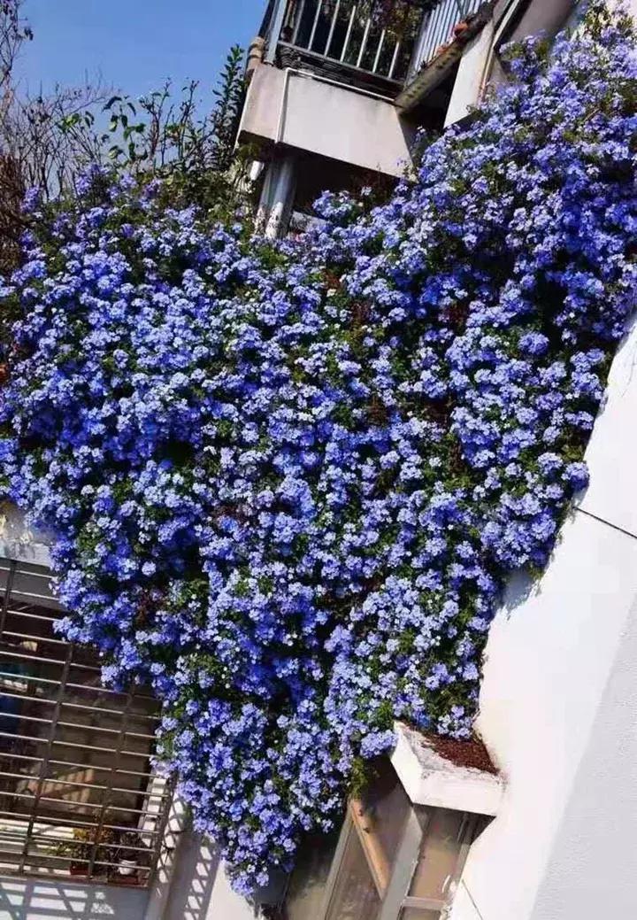 五月份被公认阳台最好养的10种花,喜阴耐旱适合室内养的50种花