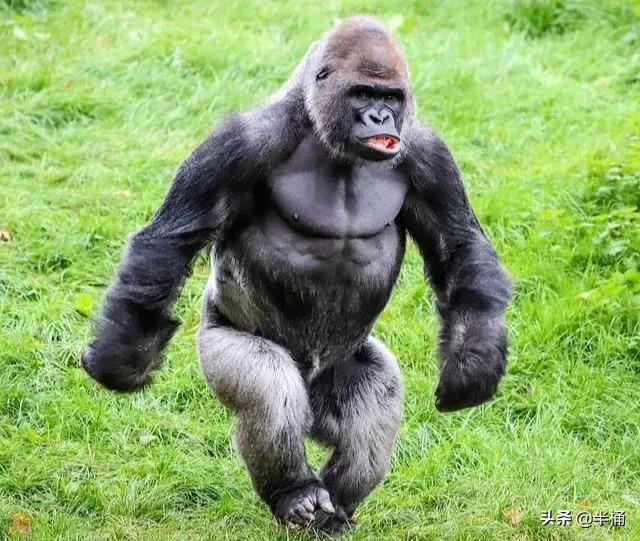 大猩猩和狮子老虎哪个厉害,为什么狮子老虎都不敢惹大猩猩