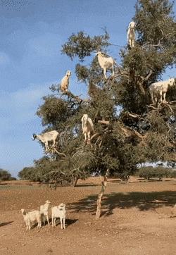 英国首相得新冠是真的吗,英国首相新冠反应