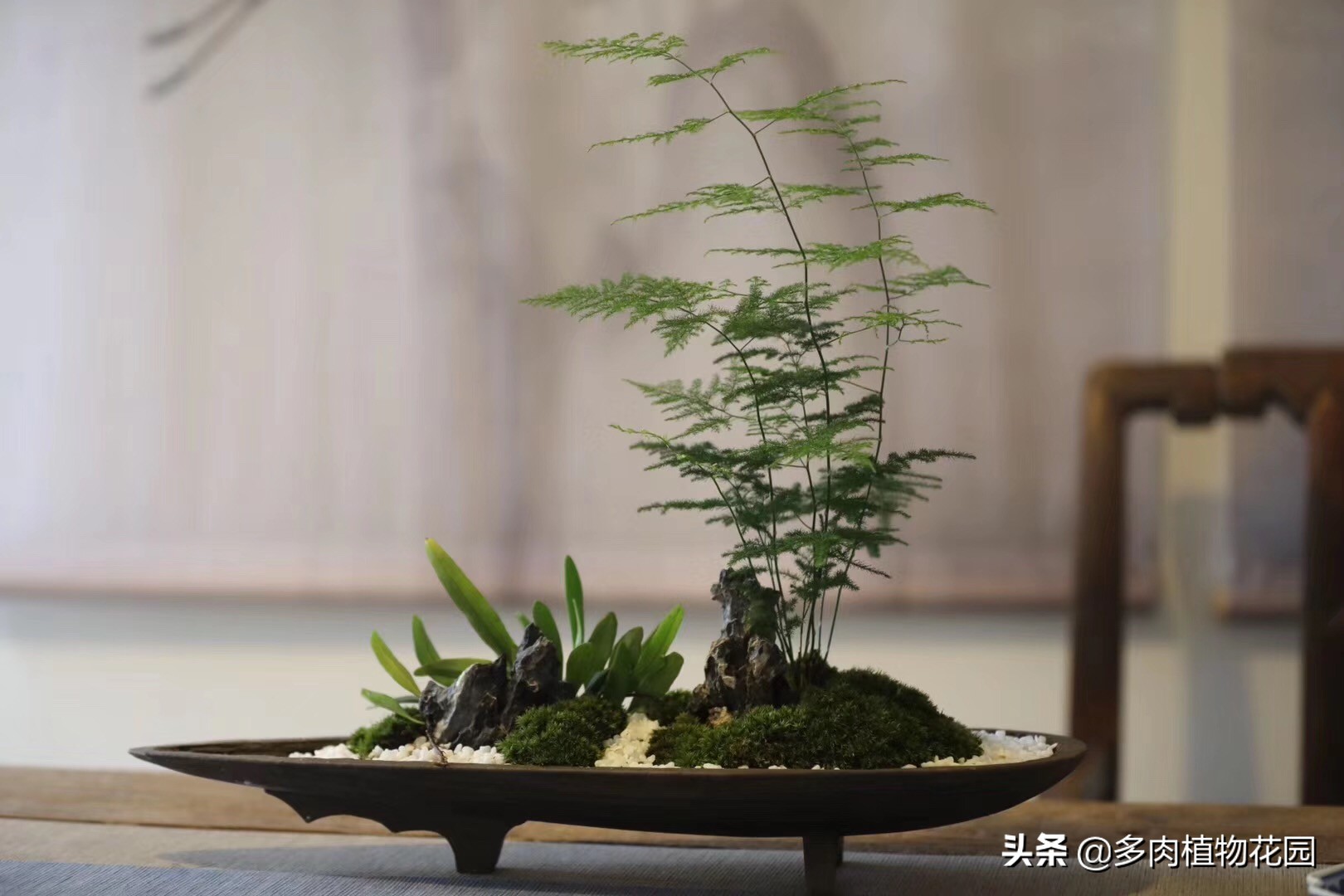 微型盆景初学入门技巧,最简单制作盆景的入门技巧