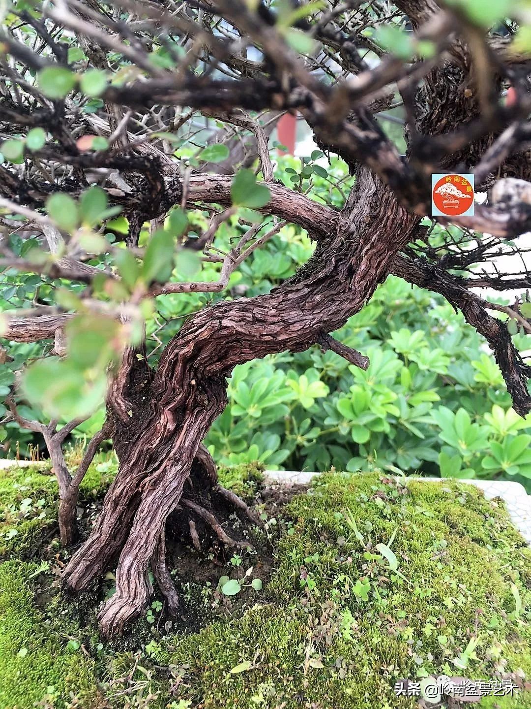 文人杂木盆景精品欣赏,可以做盆景的杂木图片大全