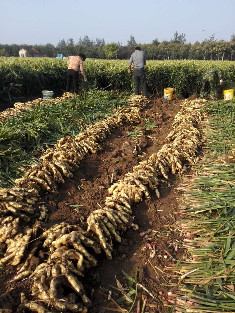 大姜高产栽培技术最新视频,大姜高产种植全过程