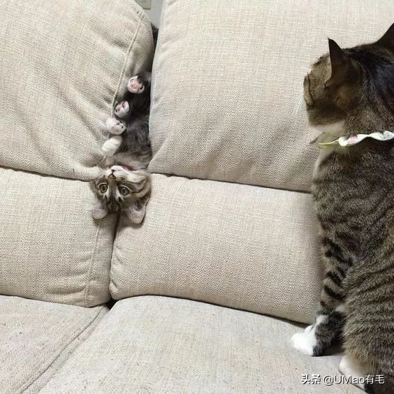 猫能被东西卡住动不了吗,猫好像被什么东西卡住一样