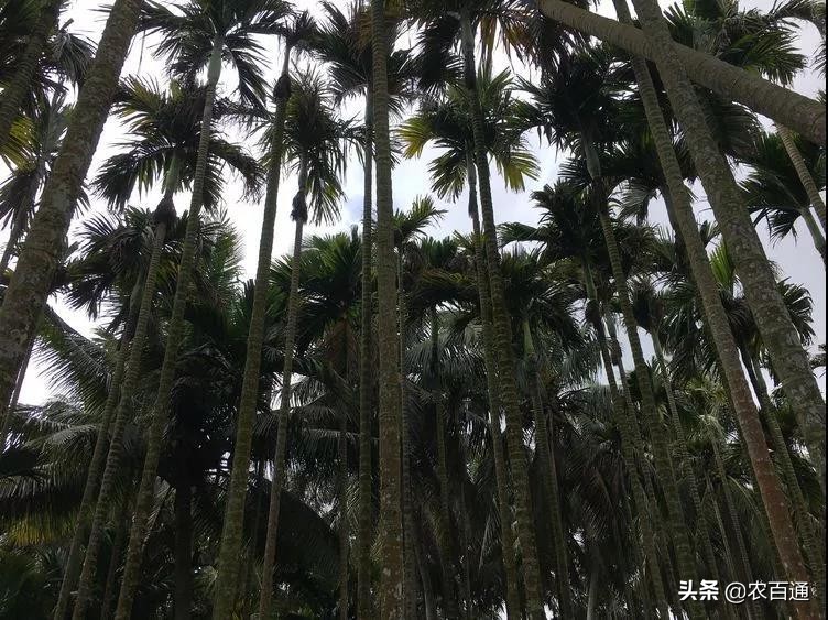 槟榔花苞怎么处理,槟榔还没打花苞是要打什么肥