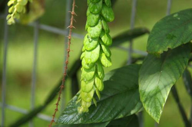 农村的一种草叶子小有刺很长,农村路边长得像凤尾的一种草