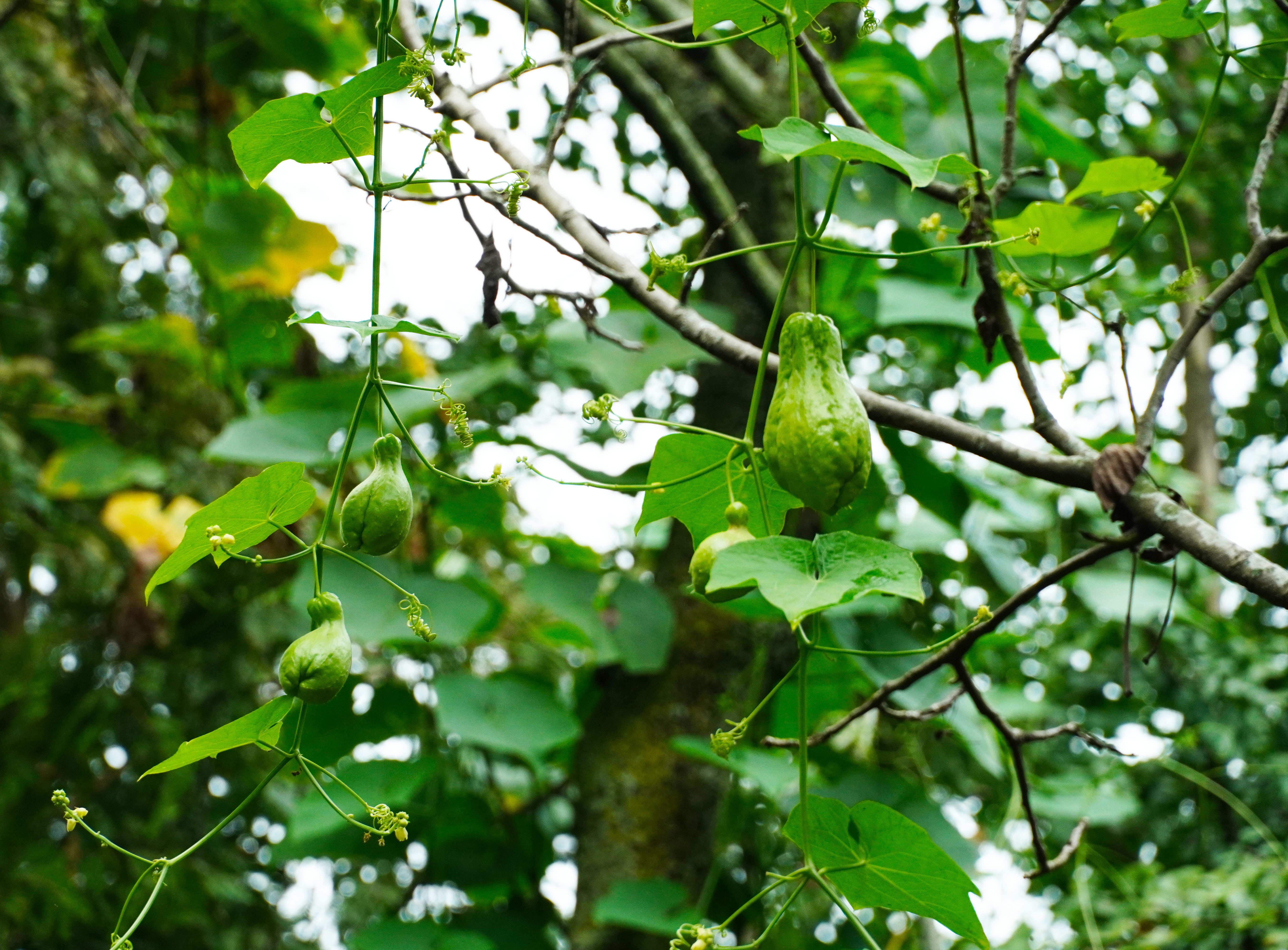 乡里南瓜子土特产,农家土特产南瓜子