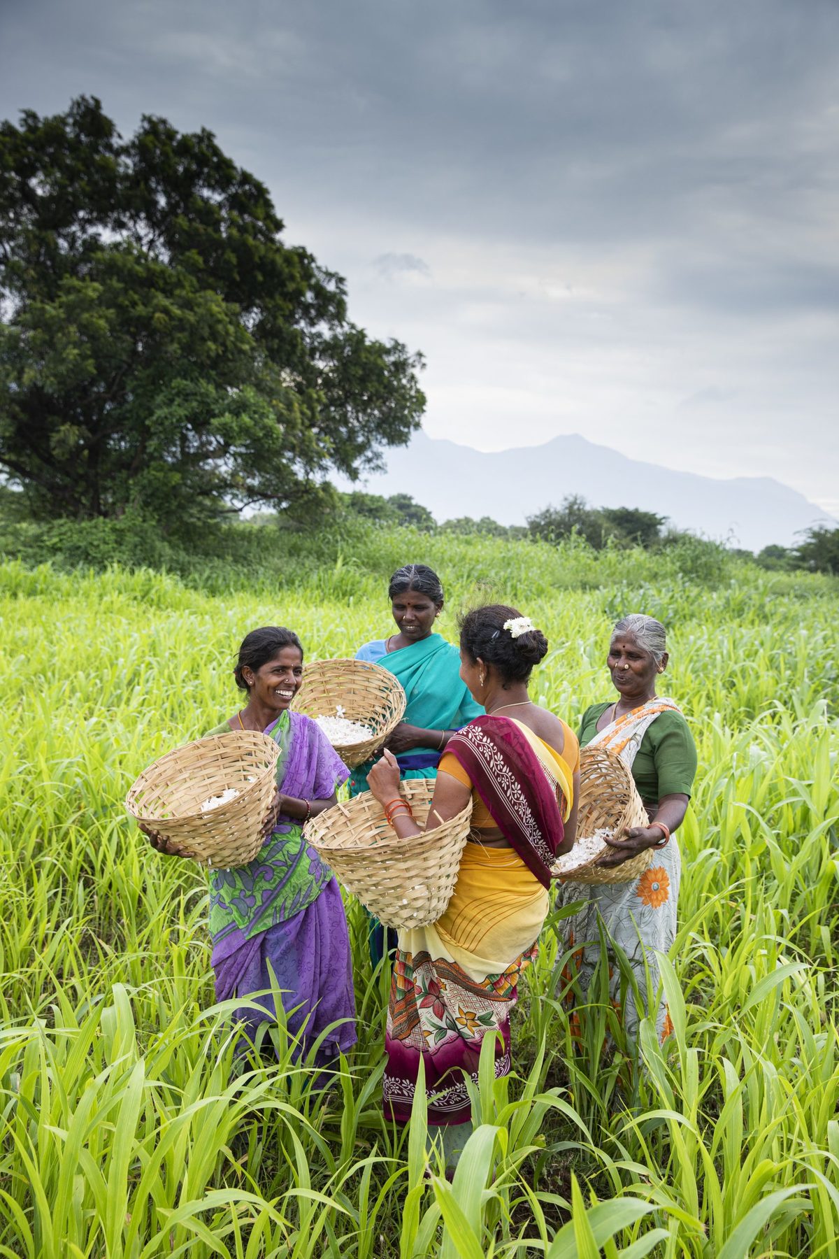 宝格丽珠宝世家香氛,宝格丽珠宝和香氛