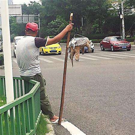 野生甲鱼为什么值钱,路边野生甲鱼