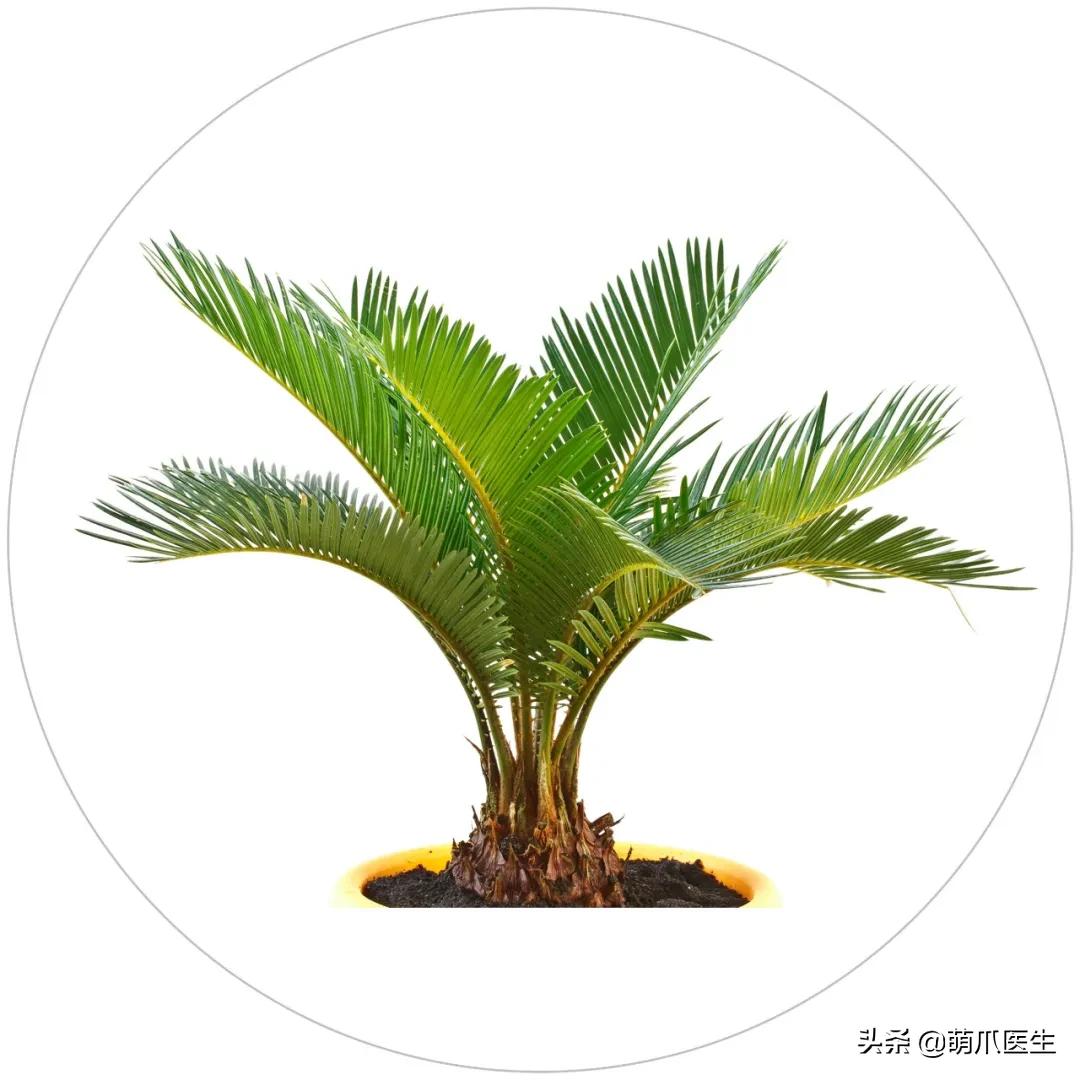 家有萌猫，千万别养这些花草！！