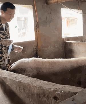 给母猪保健用什么中药最好,给母猪做产后护理