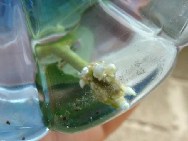 如何用塑料瓶做养花神器,今天教你如何让塑料瓶秒变盆栽