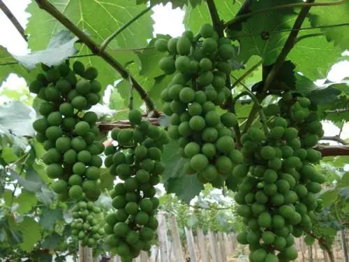 专家介绍天门冬氨酸钙,天门冬氨酸钙好吗