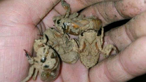 2021年抓知了猴在几月,2020年知了猴几月份出来