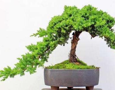 花友真幸运，捡到一棵“奇特”树桩，人称“珍珠地柏”，价值高