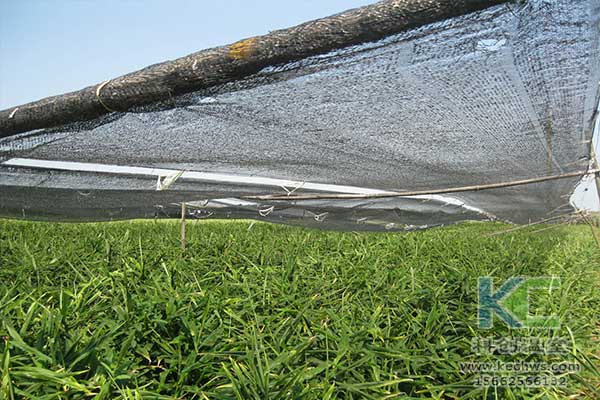 大棚自动遮光补光系统,大棚遮光有几种补光的方法