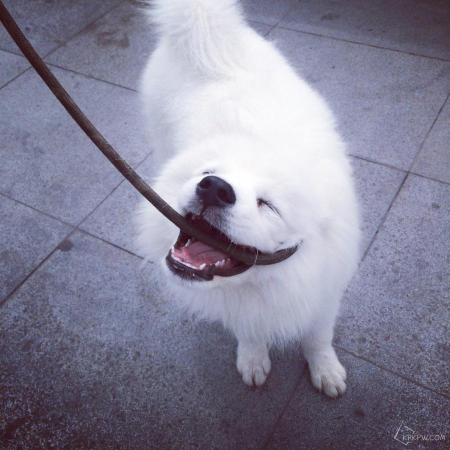 世界最聪明的狗狗排名,世界猛犬排名前十的狗狗品种