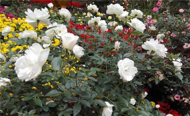 深圳花海公园推荐景点有哪些,深圳花海公园地址在哪里