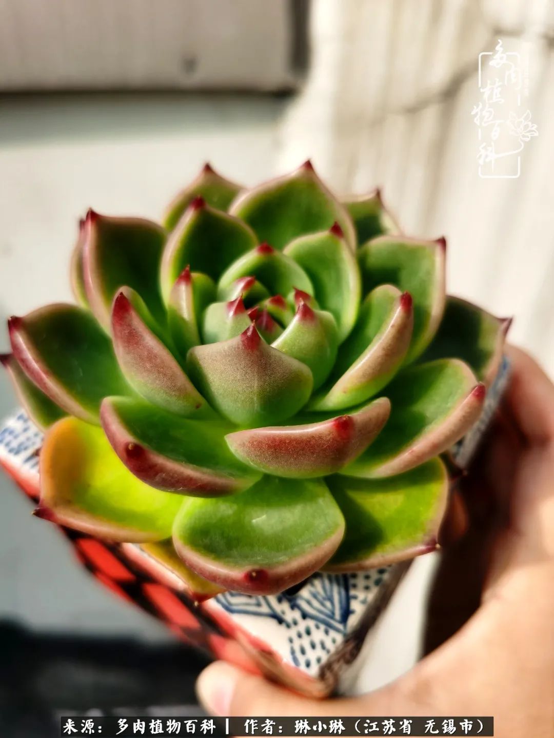 多肉变美是需要时间的,千万别辜负了多肉变美的黄金季节