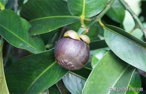 山竹的生长期几年挂果,山竹的价格和种植条件