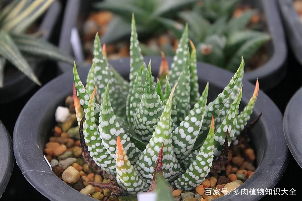 多肉条纹十二卷的养护方法,条纹十二卷多肉如何快速爆盆