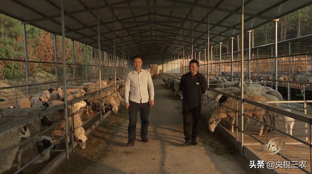 80后小伙返乡创业带着乡亲发羊财,95后小伙半年存款27万