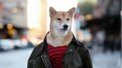 单身太久会变成单身狗,单身久了变狗