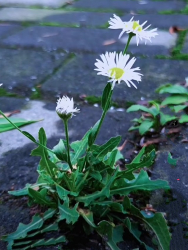 中国诗歌周刊194期,中国诗歌周刊第88期