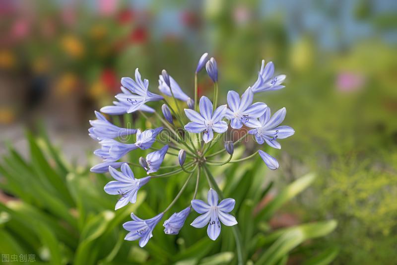 郁郁葱葱的多肉植物,适合阳光足的一年四季开花的植物