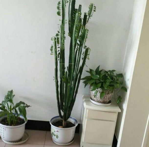 什么植物吸甲醛还能放在房间里面,吸收甲醛卧室最好养活植物排名