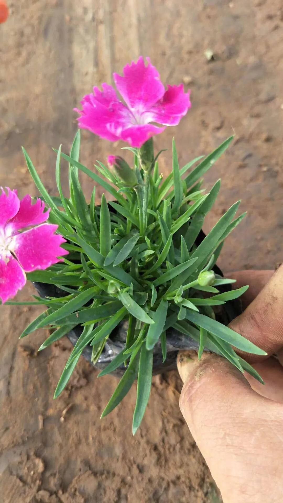 景富花卉苗木基地,培坤绿化苗木