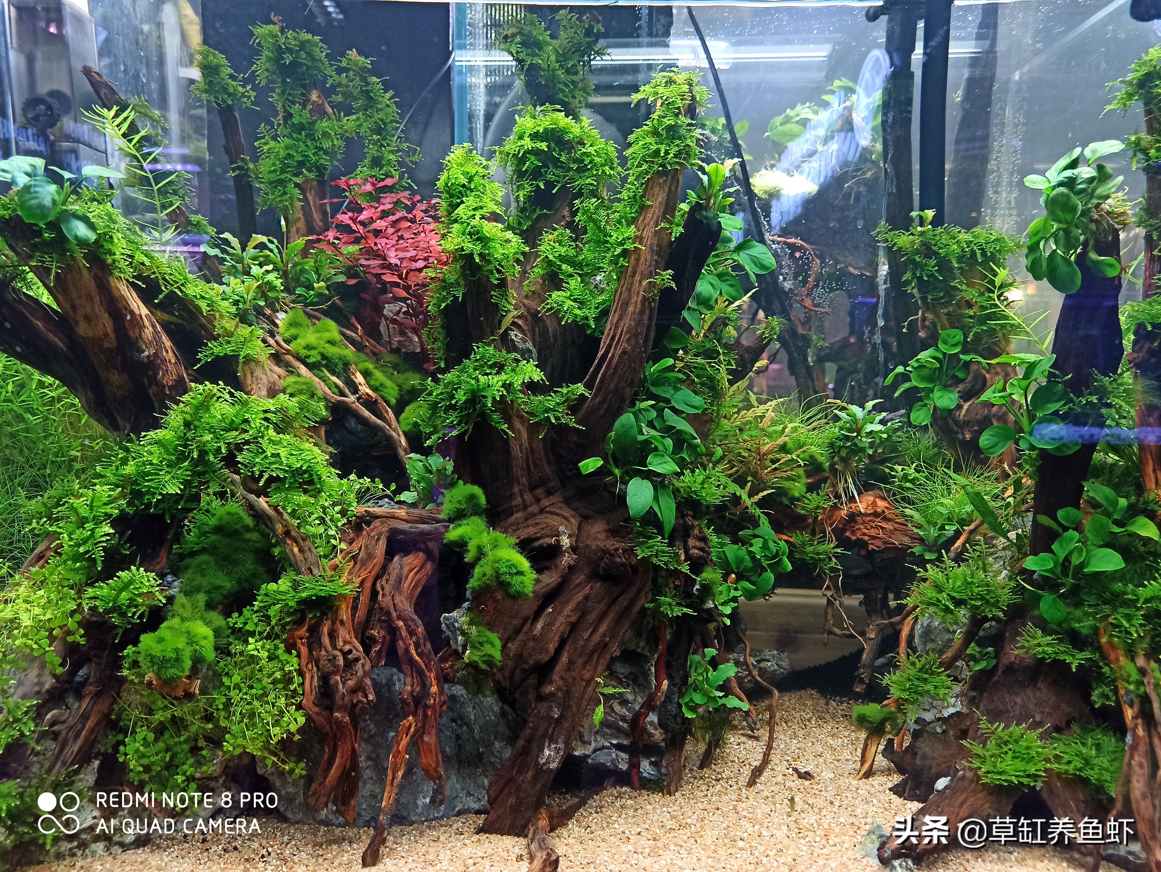 草缸养鱼要如何才能养好,草缸除了养鱼还可以养什么