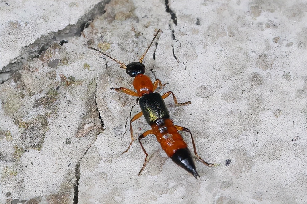 隐翅虫主要分布广东,罕见大量隐翅虫入侵