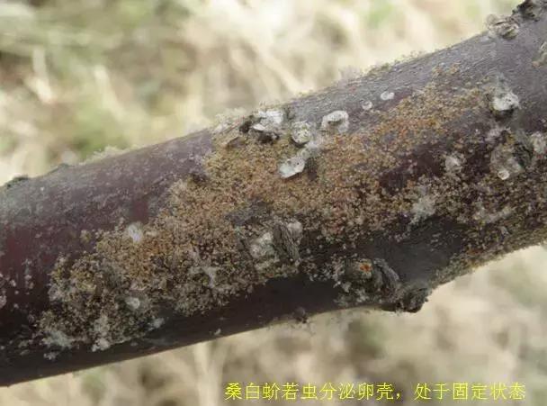 樱桃的常见病虫害及防治方法,樱桃常见虫害防治方案