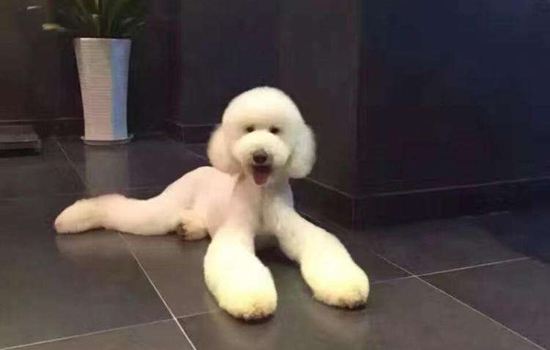 标准贵宾犬和巨型贵宾犬,巨型贵宾犬属于大型犬吗