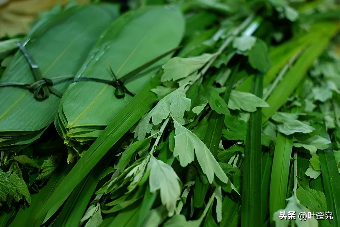 山前青青野艾草，你家门前插几枝？