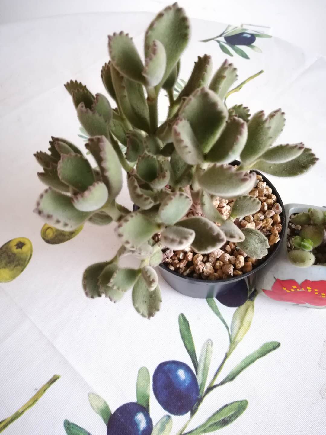 多肉熊童子有什么区别,韩版多肉和国产的区别