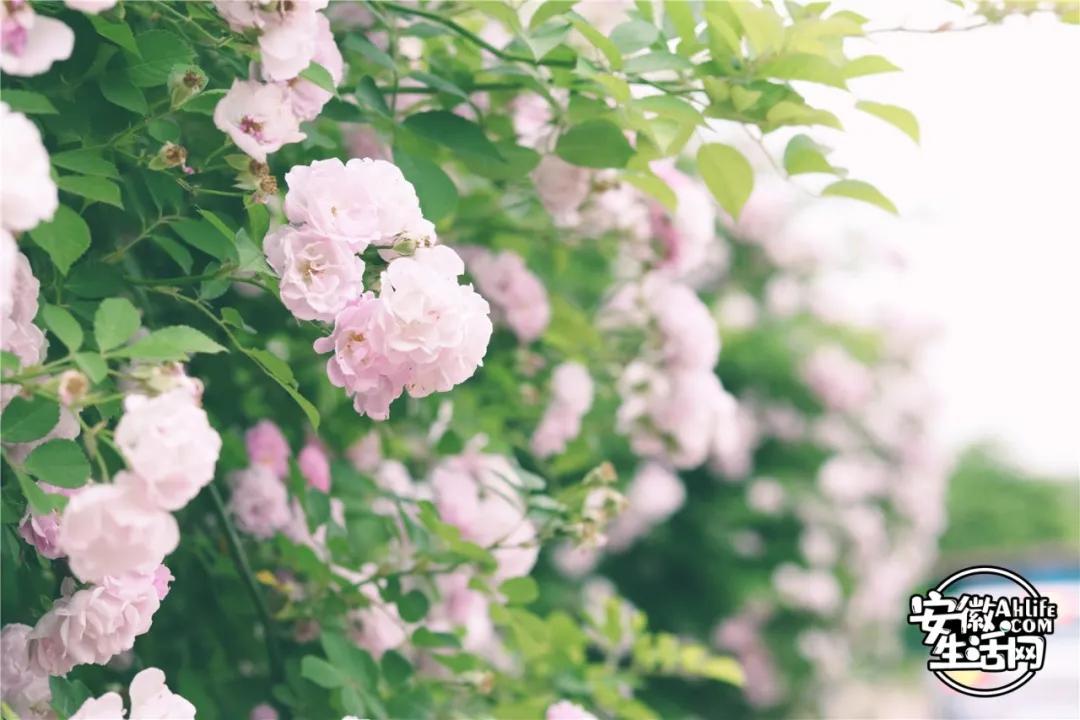 合肥最美的春天景点,合肥春天有哪些好玩的景点