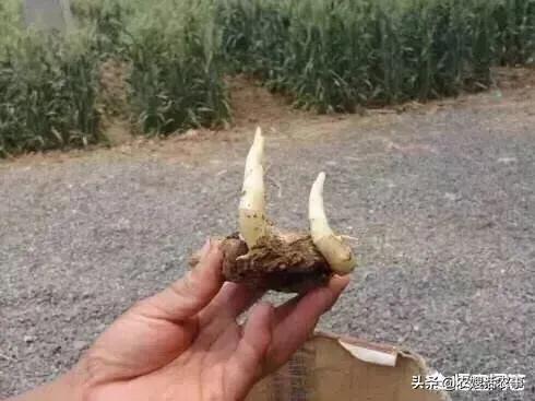 种大姜视频教程全过程,大姜催芽技术要点