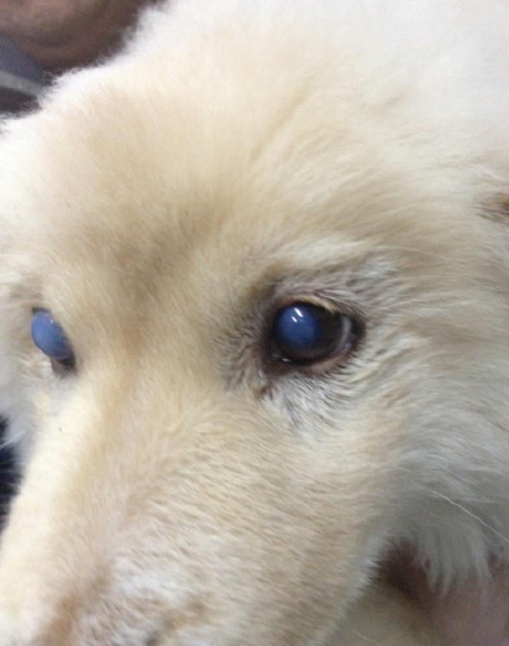 犬瘟有治愈的方法吗,宠物医生和主人沟通